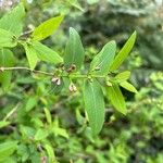 Lonicera tatarica 葉