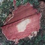 Parinari excelsa Casca