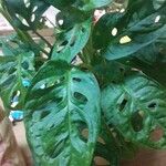 Monstera adansonii Blad