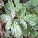 Rubus polyanthemus Lehti