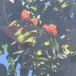 Spathodea campanulata Çiçek