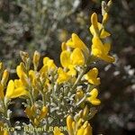 Genista microphylla Sonstige