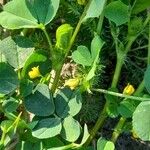 Medicago polymorpha Vivejo