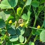 Medicago polymorpha 整株植物