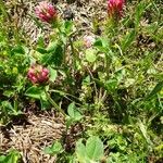 Trifolium incarnatum Costuma