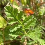 Erodium ciconium ᱥᱟᱠᱟᱢ