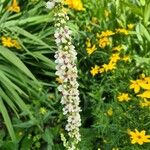 Verbascum chaixiiЦвят