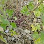 Teucrium botrys Bark