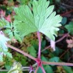 Geranium rotundifolium ഇല