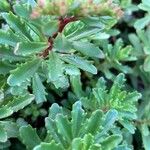 Sedum kamtschaticum Blatt