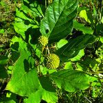 Cephalanthus occidentalis Ліст