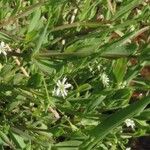 Stellaria alsine Blomma