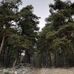 Pinus sylvestris Листок