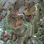 Ficus auriculata Fruit