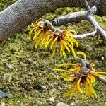 Hamamelis japonica Λουλούδι
