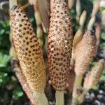 Equisetum telmateia Flor