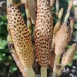 Equisetum telmateia Blüte