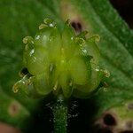 Ranunculus serpens फल