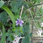 Viola pyrenaica Flower