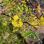 Acacia terminalis Λουλούδι