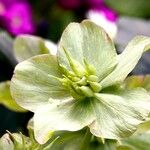 Helleborus viridis പുഷ്പം