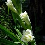 Gladiolus communisFlower