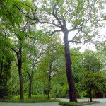 Quercus robur Libunga