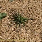 Digitaria ischaemum Habitus