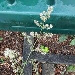 Galium boreale Floare