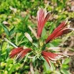 Alstroemeria psittacina Кветка