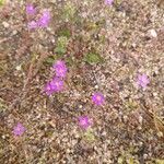 Spergula purpurea Квітка