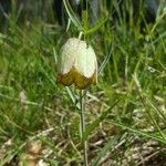 Fritillaria involucrata പുഷ്പം