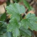 Actaea biternata Leaf