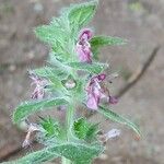 Stachys alpina പുഷ്പം