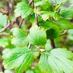 Ribes alpinum Leaf