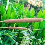 Typha angustifoliaFruit