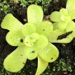 Pinguicula agnata Ліст