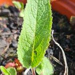 Verbascum nigrum Leaf