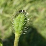 Papaver hybridum Fruto