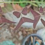 Christia vespertilionis Leaf