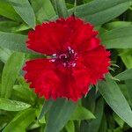 Dianthus chinensisFlower