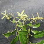 Tetrapterys schiedeana Gyümölcs