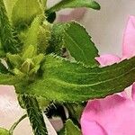 Campanula medium Blad