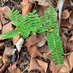 Biancaea decapetala Leaf