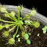 Drosera intermedia Lapas