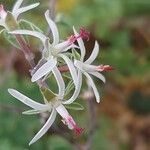 Pelargonium cucullatum Кветка