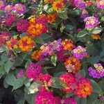 Lantana camara Flower