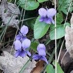 Viola odorata 花