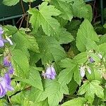 Campanula rapunculoides Ліст