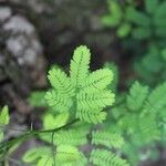 Desmanthus virgatus Leaf